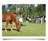 Cavalgiocare